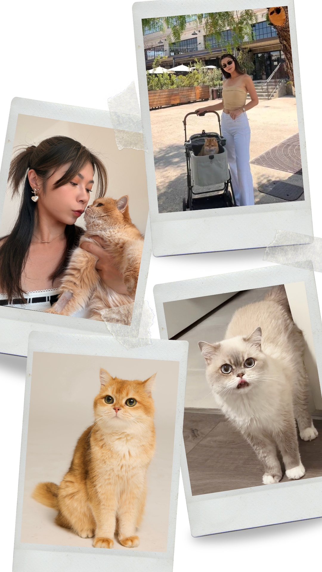 Polaroid collage of Laura with Ernie and Berta, her golden British Shorthairs