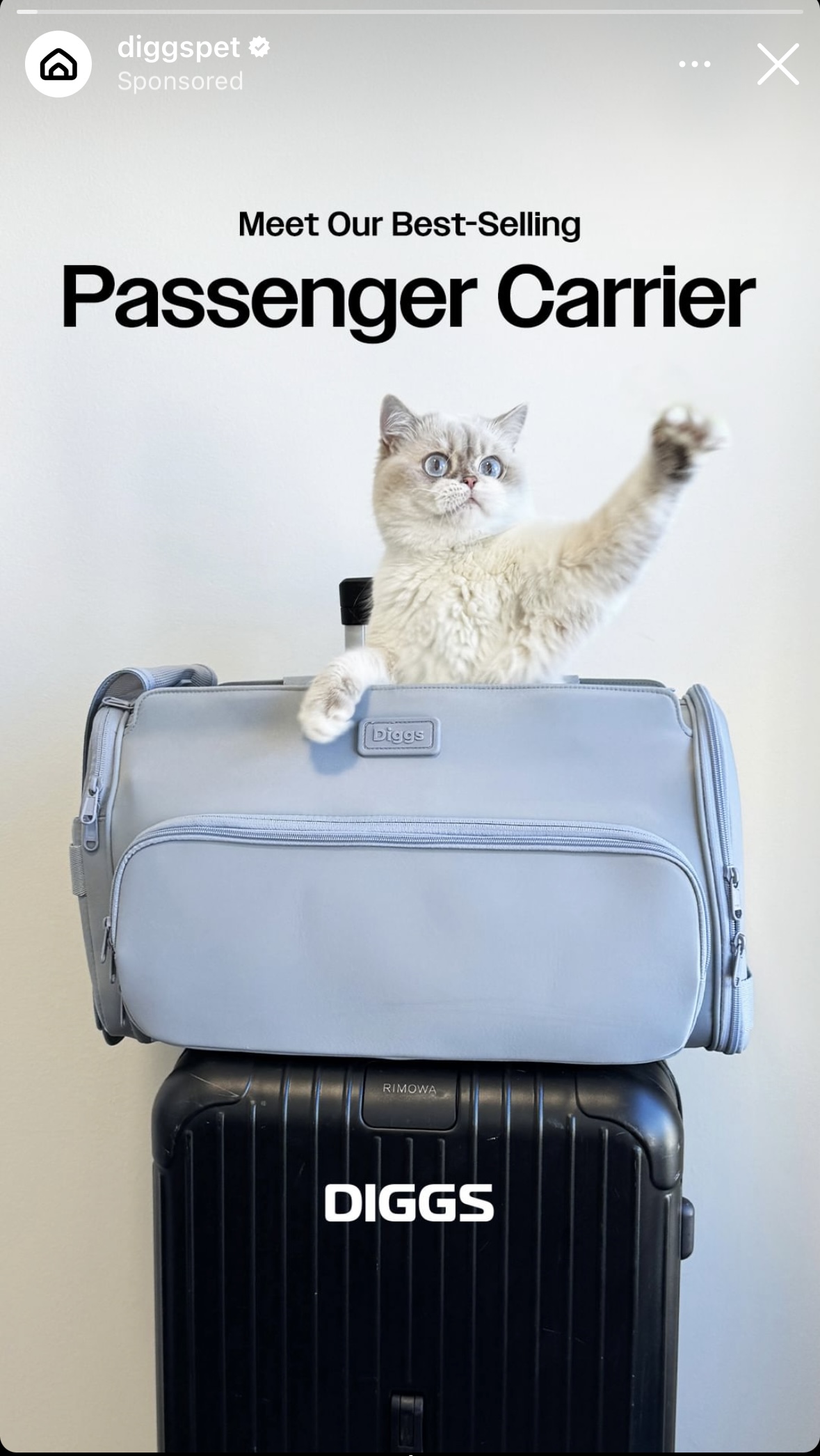 Diggs Accessories pet product photography by UGC creator Purrernie