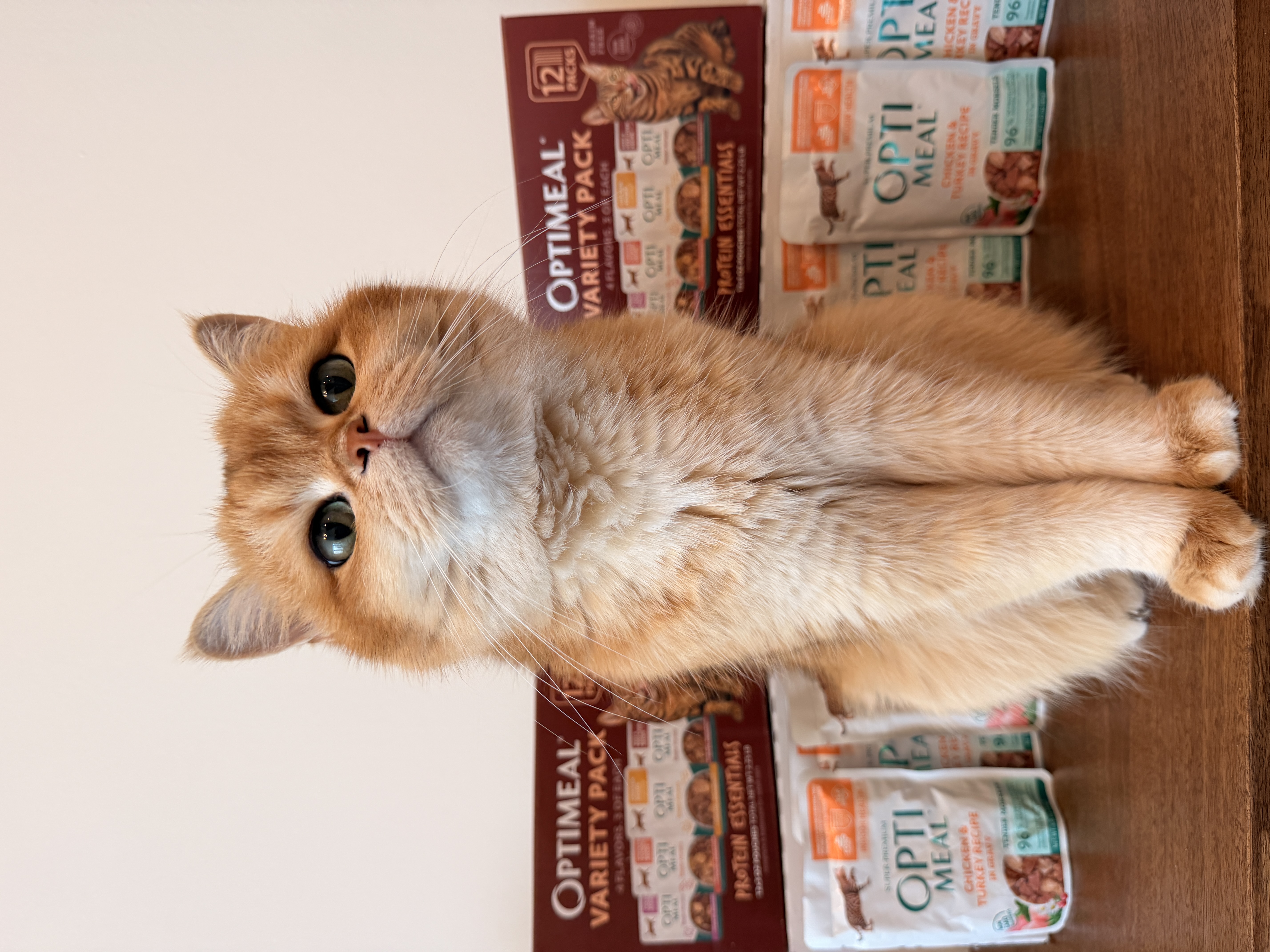 Optimeal Cat Food pet product photography by UGC creator Purrernie